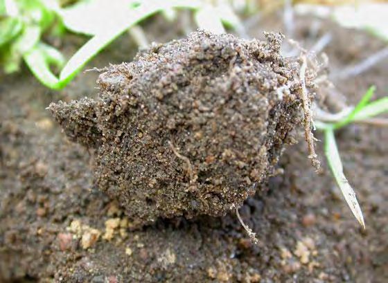Matter Content Soil organisms Soil Water
