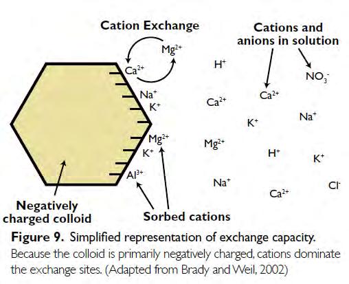 Cation Exchange Capacity (CEC) Cation Exchange Capacity: A soil s capacity to hold nutrients (cations) based on electric charges Cations (+): Sodium - Na +