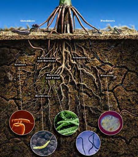 Soil Biological Diversity