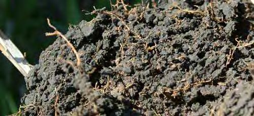 Building a Healthy Soil Food Web Add Organic Matter Retain residue Mulch plantings Cover soil