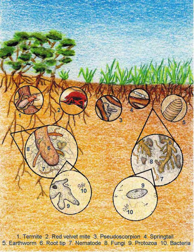 Building a Healthy Soil Food Web Minimize Pesticide Use o Impacts to