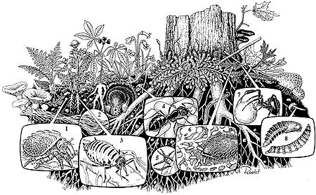 Soil is an Ecosystem Drawing