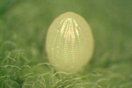 (Photo courtesy of Lynda Andrews) Close-up of monarch egg