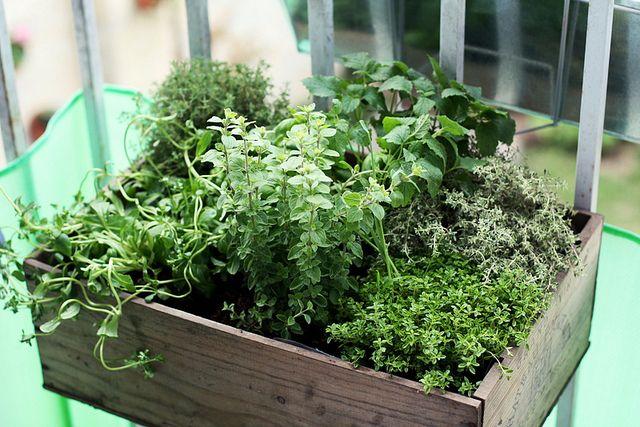 3 Steps to Bountiful Container Growing Urban Turnip with Dan Mowinski All over the world, people in urban environments are taking up container gardening.