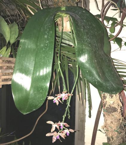 CIOS Newsletter Mar-April 2016 p.5 Orchids of the month: Species Phalaenopsis After seeing all the unusual orchids, we sometimes become less interested in the plain old Phalaenopsis.