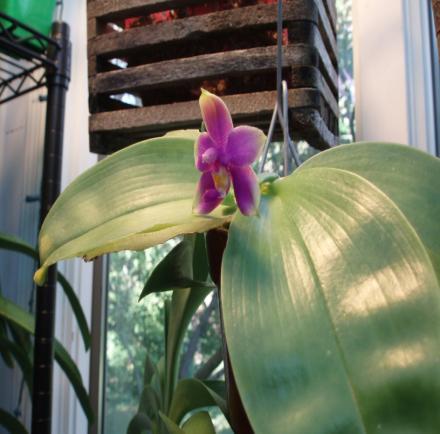(1) Because of their relative cultivation ease and speed of growth, this genus is the most hybridized type of all the orchids.