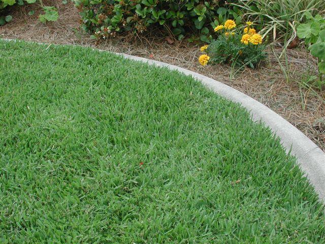 Empire Zoysiagrass Low-growing, dense Very responsive to nitrogen Shade tolerance similar to Floratam Hunting billbug pests