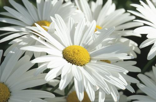 Attributes: Good cut flower, attracts butterflies, suitable for dried flowers, plants serve as butterfly nectar sources Good Companion Plants: Shasta Daisy looks nice planted with Coreopsis,
