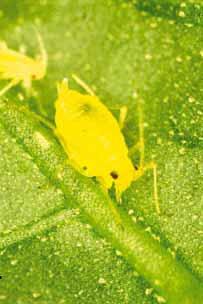 Common Pest and Diseases of Seedlings Green Peach Aphid