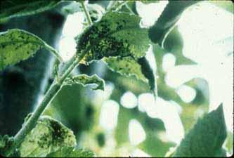 Aphid Injury of