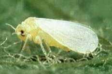 Common Pest and Diseases of Seedlings Adult whitefly Whitefly is found on