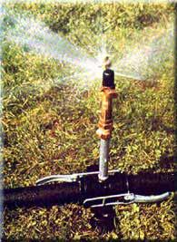 Vocabulary Sprinkler- used to give plants