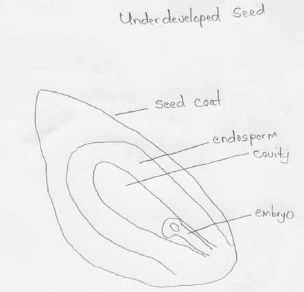 How tell if Seed is Viable The seed to the right has an embryo that is too small to germinate.