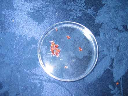 How tell if Seed is Viable Step three in tetrazolium test Place the seeds halves in the petri dish so that the side of