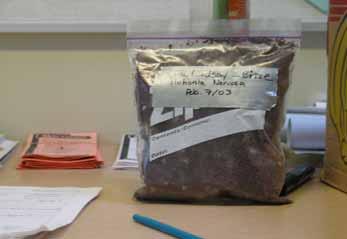 Step Three in Cold Moist Stratification Seal the plastic bag Using a