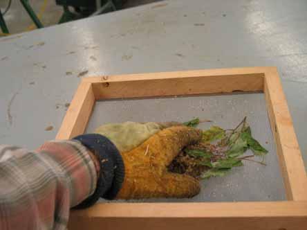 Step 2a Cleaning Dry Seed Heads glove If screen is made