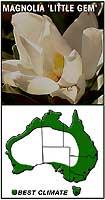 'Little Gem'), port-wine magnolia (Michelia figo), golden-cane palm (Dypsis lutescens), lady palm (Rhapis