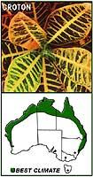 dwarf philodendron (Philodendron 'Xanadu'), croton (Codiaeum variegatum), bromeliad (Neoregelia spp.