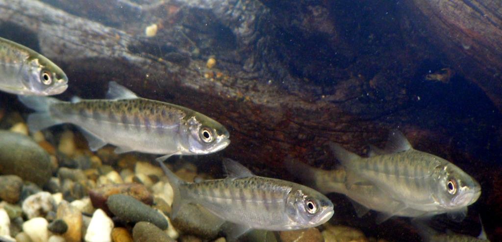 Fisheries monitoring has documented over 37 species of fish (20 of which are native, including Delta smelt and Central California