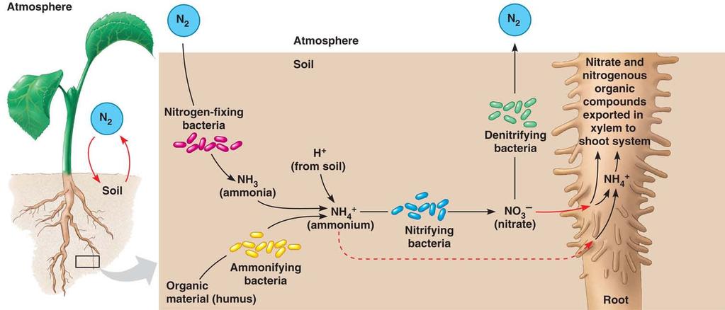 Nitrogen uptake Nitrates plants can only take up nitrate (NO 3- ) Nitrogen cycle