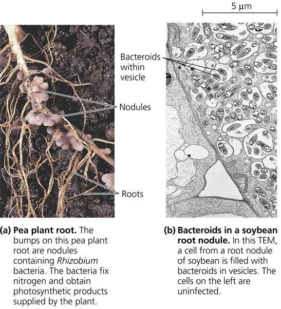 Soybean root nodules N