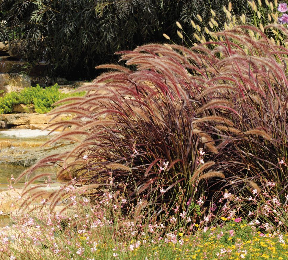 Purple Fountain Grass This deep purple ornamental grass with burgundy plumes makes a spirited addition to containers and landscapes.