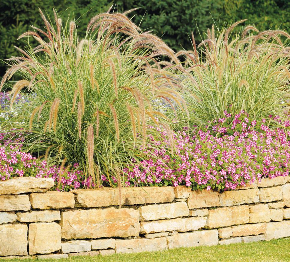 Variegated Fountain Grass This green and white striped ornamental grass with pink plumes makes a spirited addition to containers and landscapes.