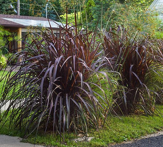 Purple Fountain Grass This large, dramatic near-black ornamental grass creates a tremendous architectural feature in the landscape.