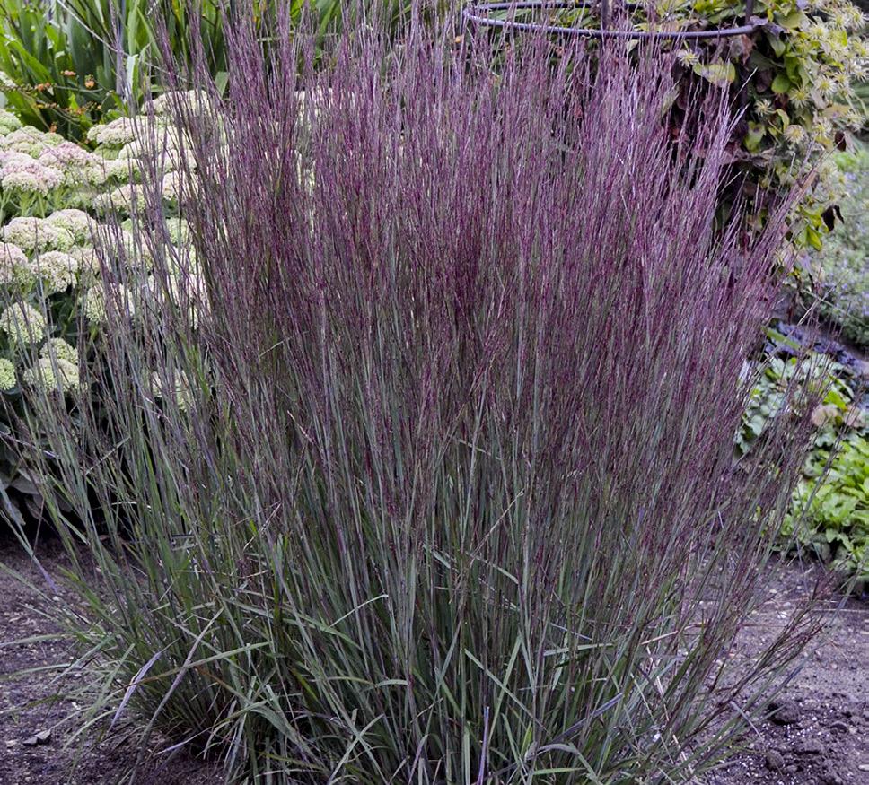 PERENNIAL Little Bluestem This durable, native ornamental grass adds color and structure to the landscape with its silvery blue foliage.