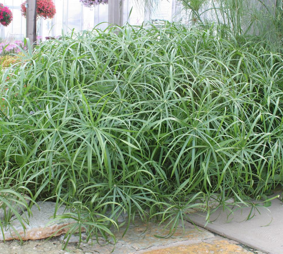 Umbrella Grass This fun, petite grass is a great accent plant for small water gardens, mixed containers and landscapes.