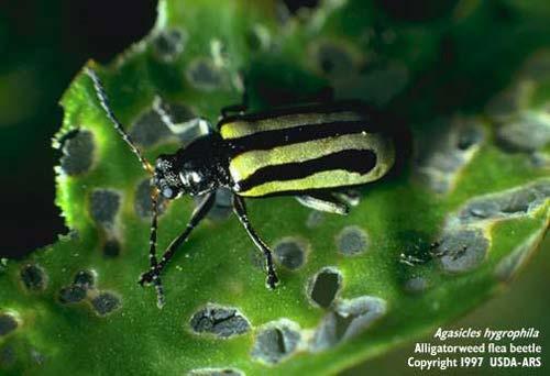 Alternatives Bio controls: Not the Alligator Flea Beetle http://entnemdept.ufl.edu/creatures/beneficial/beetles/alligatorweed_flea_beetle.