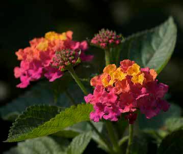 Lantana is also a butterfly