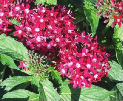 Pentas hold showy,