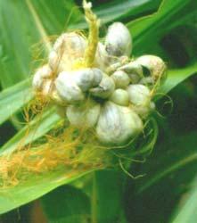 In severe cases, plants and pods can be affected.