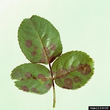 Fig 10. Lesions due to black spot disease of rose. (Clemson University - USDA Cooperative Extension Slide Series, Bugwood.
