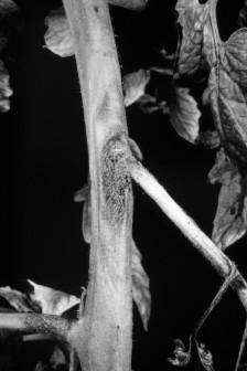 Figure 6. Gray-mold rot on carrot. - 3 - elongated with distinct margins, or they may spread throughout the stem.