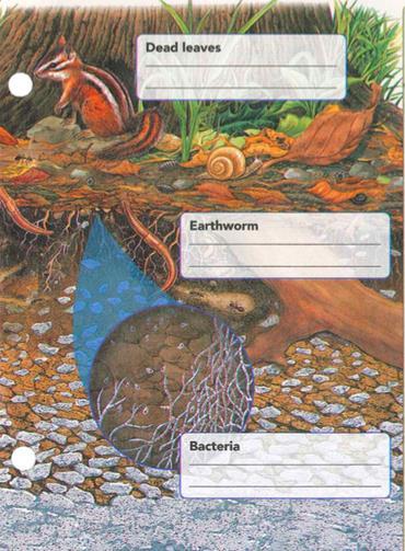 a. Label the three soil horizons. b. Label each organism as: i. Decomposer ii. Burrower iii.