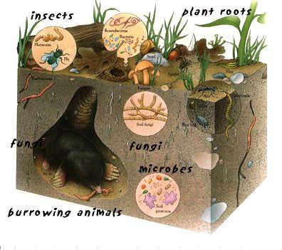 5 Soil Forming Factors Living Organisms Vegetation is most important Depends on climate,