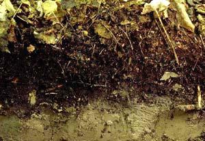 Soil Horizons cont. O Horizon: Or organic layer Organic layer of decomposing plant and animal tissue.