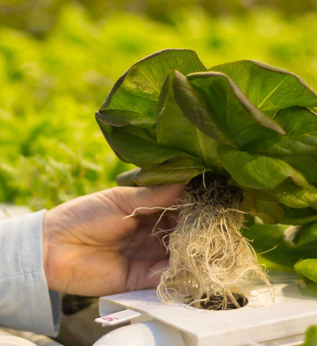 Advanced Rooting Substrate Technology Grow-Tech manufactures rooting substrates and