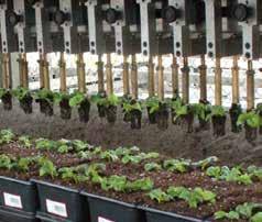 Hydroponic and traditional greenhouse growers trust FlexiTrays for rooting cuttings and seed germination.