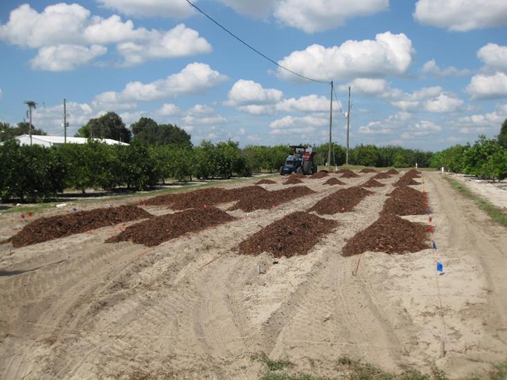 Using pine bark for highbush blueberry cultivation in Florida: Pine bark mulch is an essential component for production of highbush blueberries grown in FL Low ph of pine bark High organic matter