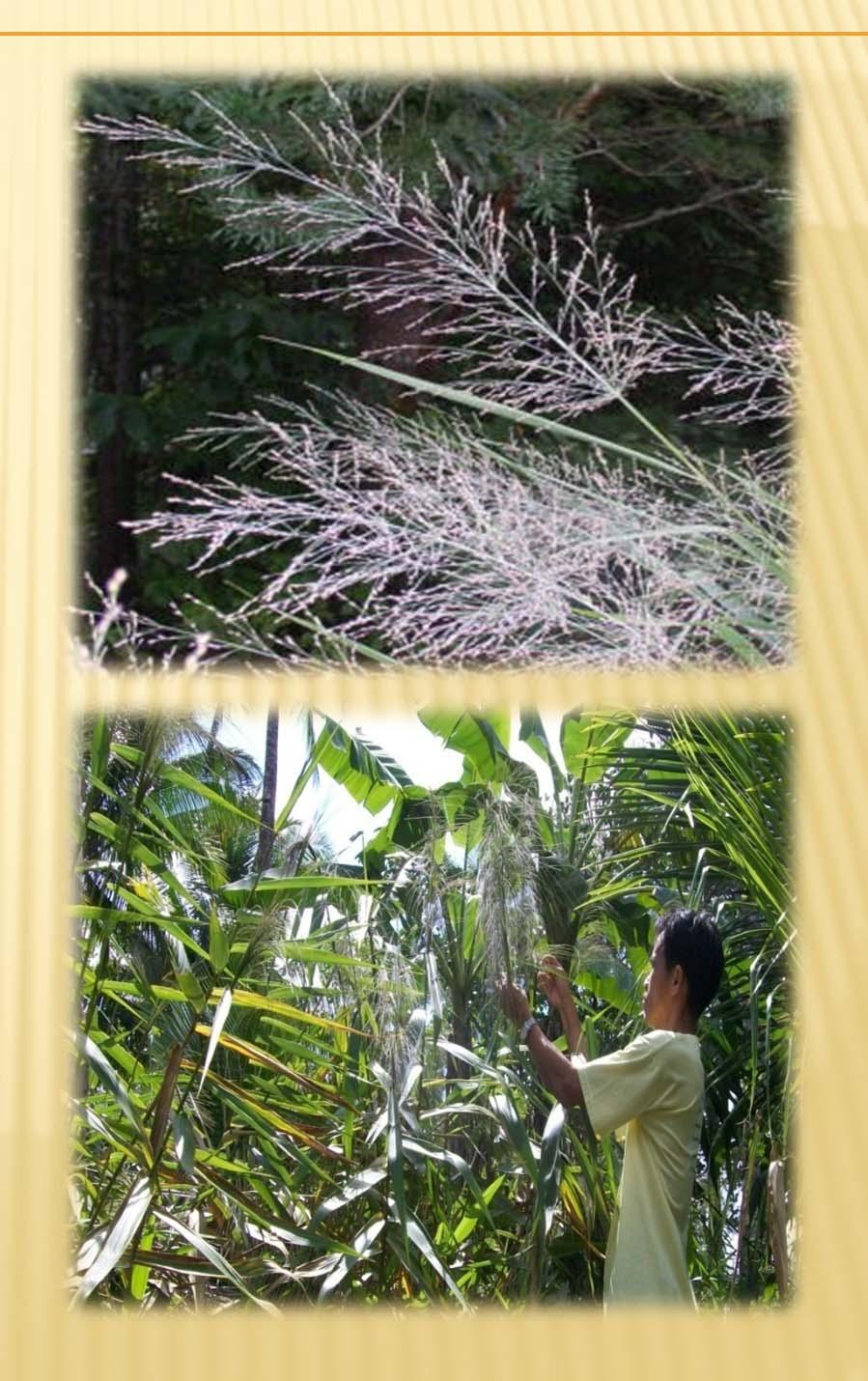 TIGER GRASS Tiger grass produces panicles for a maximum period of 10 years.