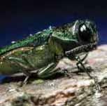 borer) Japanese beetles Lace bugs Leaf beetles (includes viburnum leaf beetle)