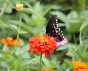 Butterfly Nectar Plants You should select a