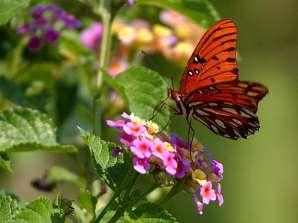 butterfly food plants) with the goal of