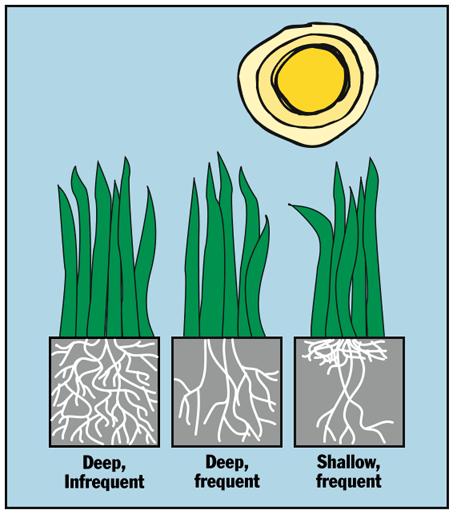 inexpensive Overwatering causes many problems Shallow roots Increased