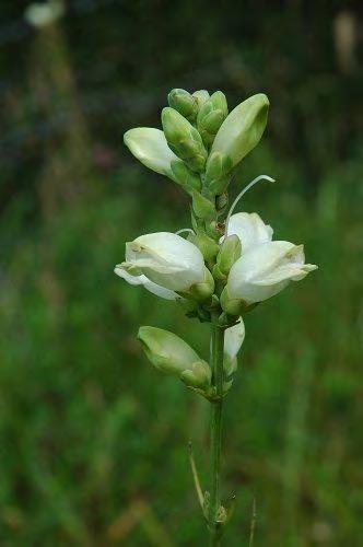 Coreopsis White