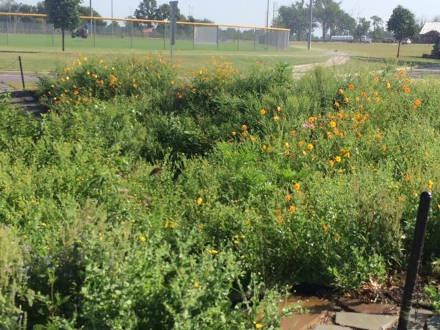 - Project became certified as a Monarch Waystation Objective: Make an