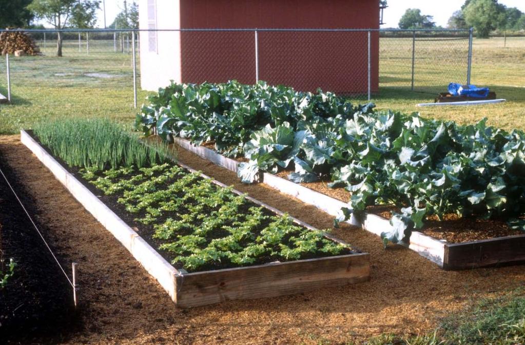 You can grow a lot of vegetables in a 10ft x 20ft or 20ft x 40ft